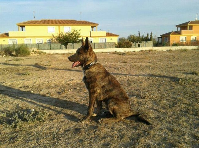 ritavon2's tweet photo. @ProtecTorres Ralf 3años,esta acostumbrado vivir en familia!Es uno de esos pocos perros que saben sonreir!#Adopta https://t.co/Vy5XjEHIu7