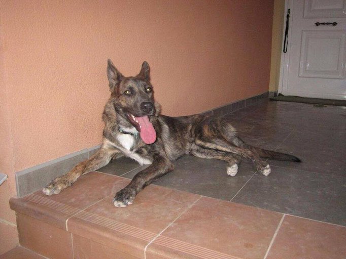 ritavon2's tweet photo. @ProtecTorres Ralf 3años,esta acostumbrado vivir en familia!Es uno de esos pocos perros que saben sonreir!#Adopta https://t.co/Vy5XjEHIu7