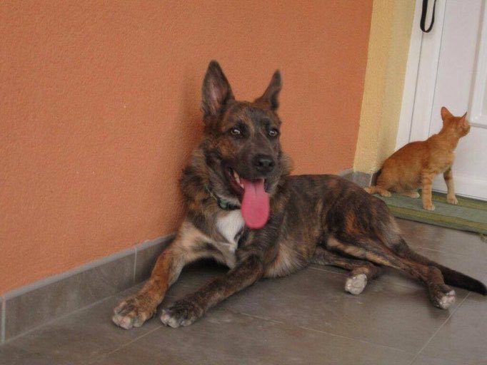ritavon2's tweet photo. @ProtecTorres Ralf 3años,esta acostumbrado vivir en familia!Es uno de esos pocos perros que saben sonreir!#Adopta https://t.co/Vy5XjEHIu7