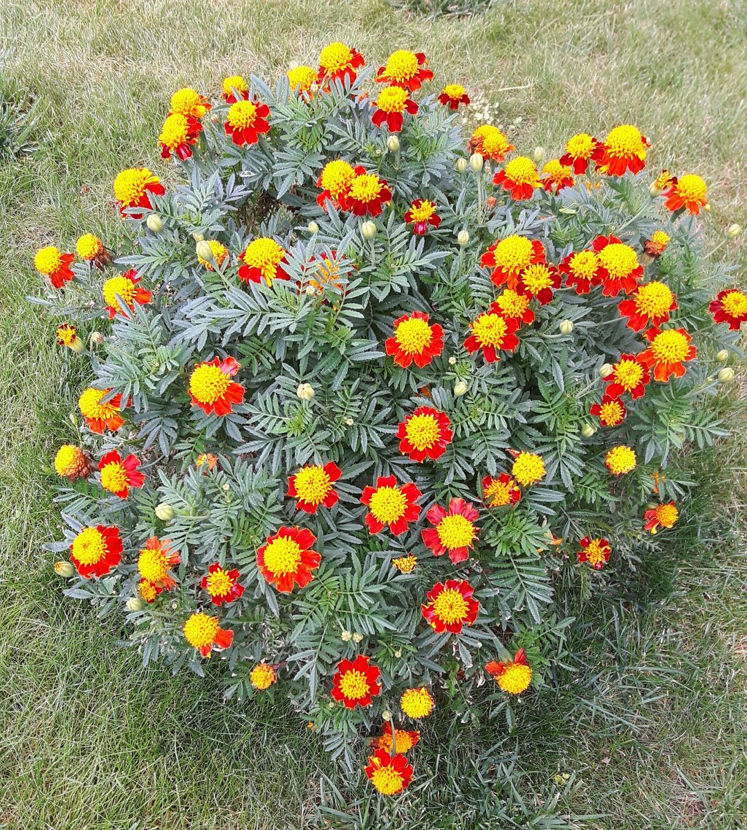 Dopo la pioggia🌺 brillano al sole☉
#flowers #garden #photo #nature