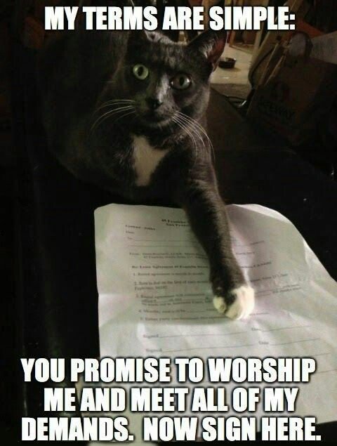 KathieDougherty's tweet photo. @anthonykustura I ran across your new contract😘❤ #shadypines #begoodwhileimgone #dontsignanything https://t.co/xui47IxSDQ