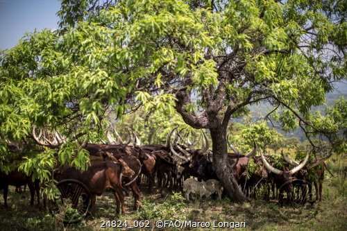 FAOTanzania's tweet photo. Surveillance 4 Ebola and other filoviruses in livestock will improve prevention, detection &response #EPT2 @USAID https://t.co/7n49GcNZW7