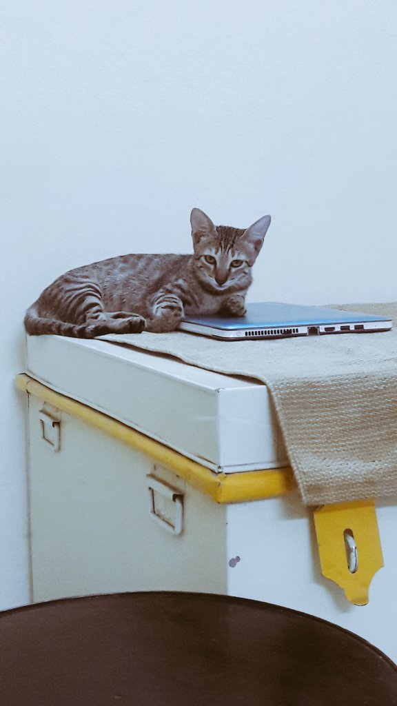 mottledmask's tweet photo. Cat+Canary Yellow= Happiness https://t.co/bg3cvHCs5i