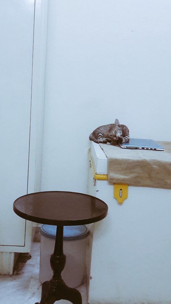 mottledmask's tweet photo. Cat+Canary Yellow= Happiness https://t.co/bg3cvHCs5i