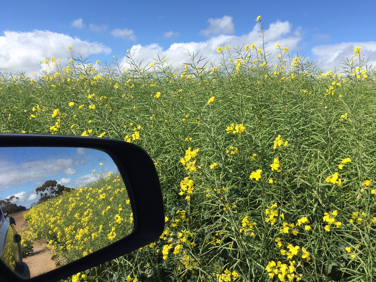 Proven adaptable performer GT-50 at Scadden WA. Size 12 boot for comparison.