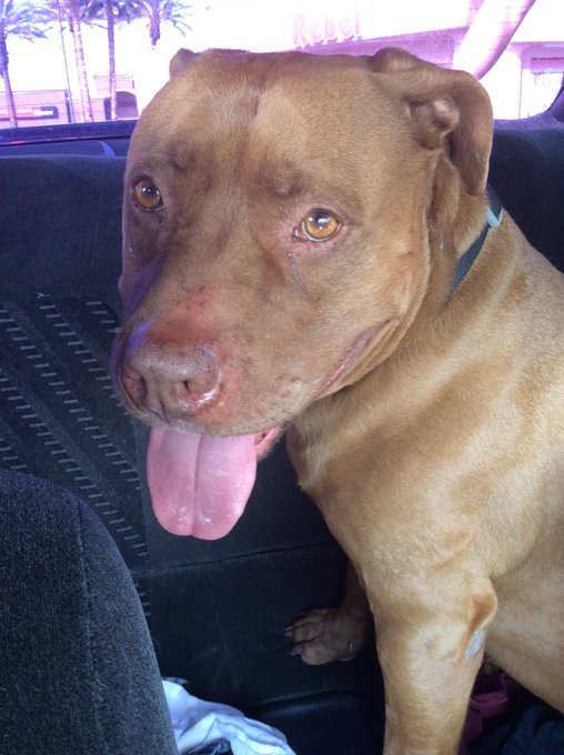 we laid Big Daddy to rest today. it's been hard but at least he's at peace and no longer in pain. RIP<a href="/tag/mvsales"class="tags"><span>#mvsales</span></a>