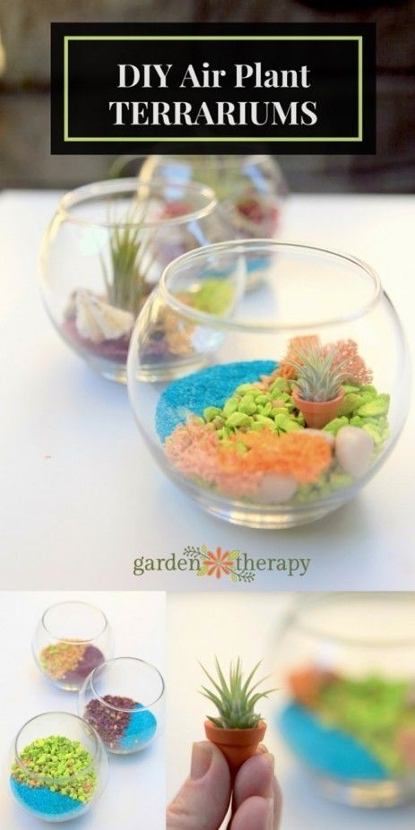 DIY Air Plant TERRARIUMS - how to make and care for them. ... - gardensensations.xyz/diy-air-plant-… #garden #gardens #gardening