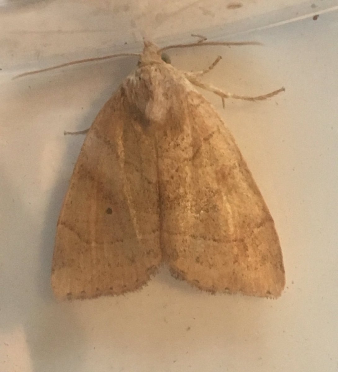 mothithology's tweet photo. First trapping for a while and struggling to identify this one... @MothIDUK @sibechat @Stewchat https://t.co/9WKPSDtvp8