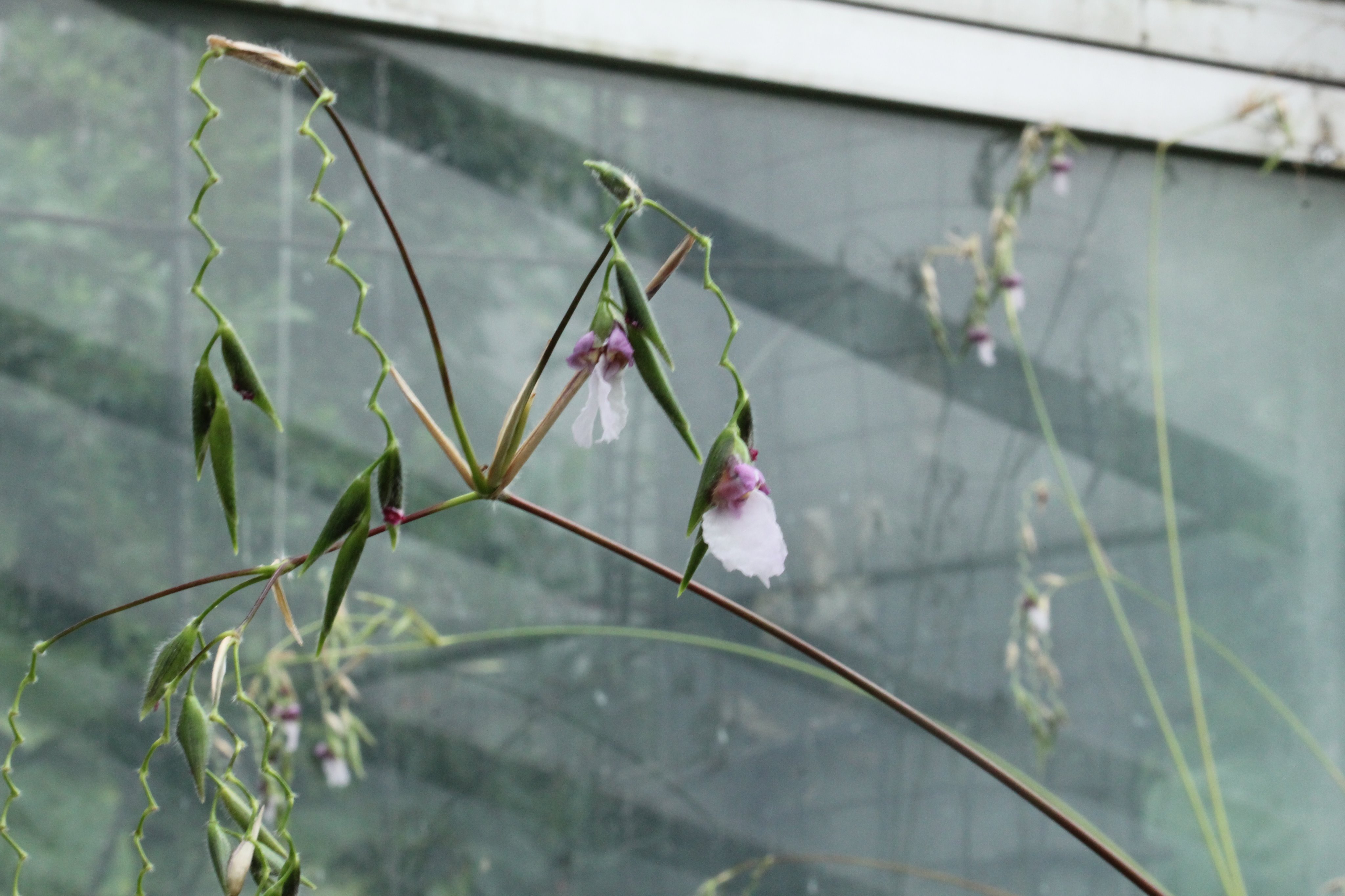 咲くやこの花館 ジグザグに曲がる軸の先にぶら下がる 可憐な花 にギャップ萌え こちらはクズウコン科の タリア ゲニクラタ ルミノイデス という水生植物の花 紫色の花と白色の萼が合わさり このような姿をしています 咲くやこの花館 ギャップ