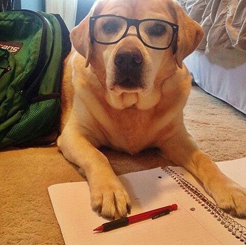 Labrador Lovers (@lovers_labrador) / Posts / X