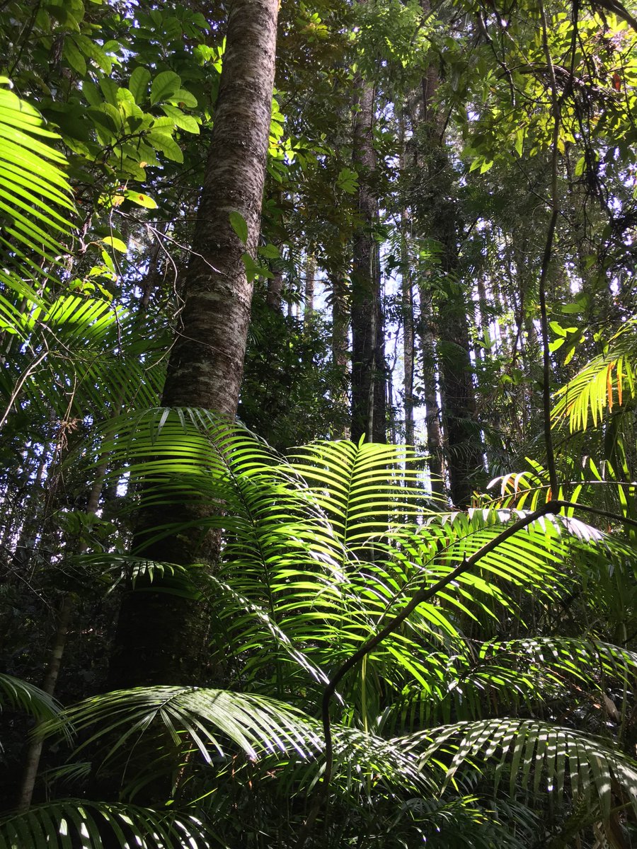 DarylKillin's tweet photo. Working in hoop pine plantation today at Gadgarra State Forest in FNQ #tropicalforesttree #nativeconifers https://t.co/jEOyEe6Uub
