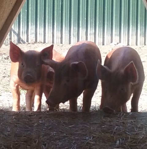 Tamworthpigscheshire tweet media