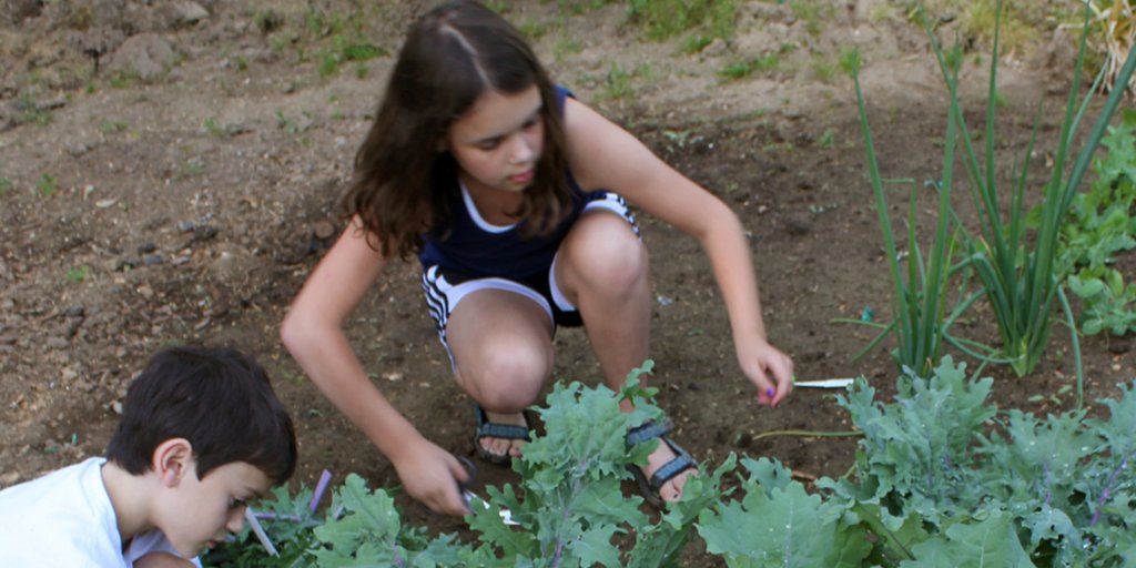 edutopia's tweet photo. MT @ConversationUS Are school gardens encouraging students to adopt a healthier diet? https://t.co/mTKxJnZLaW https://t.co/8bT0tVnKdf