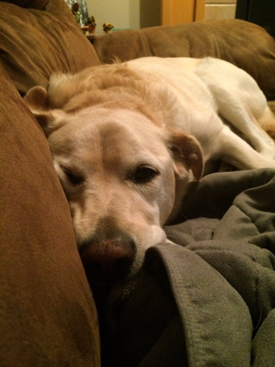 AuthorErinChase's tweet photo. #TuesdayMotivation one day better than Monday... #dogsoftwitter https://t.co/vNktgX1qt9