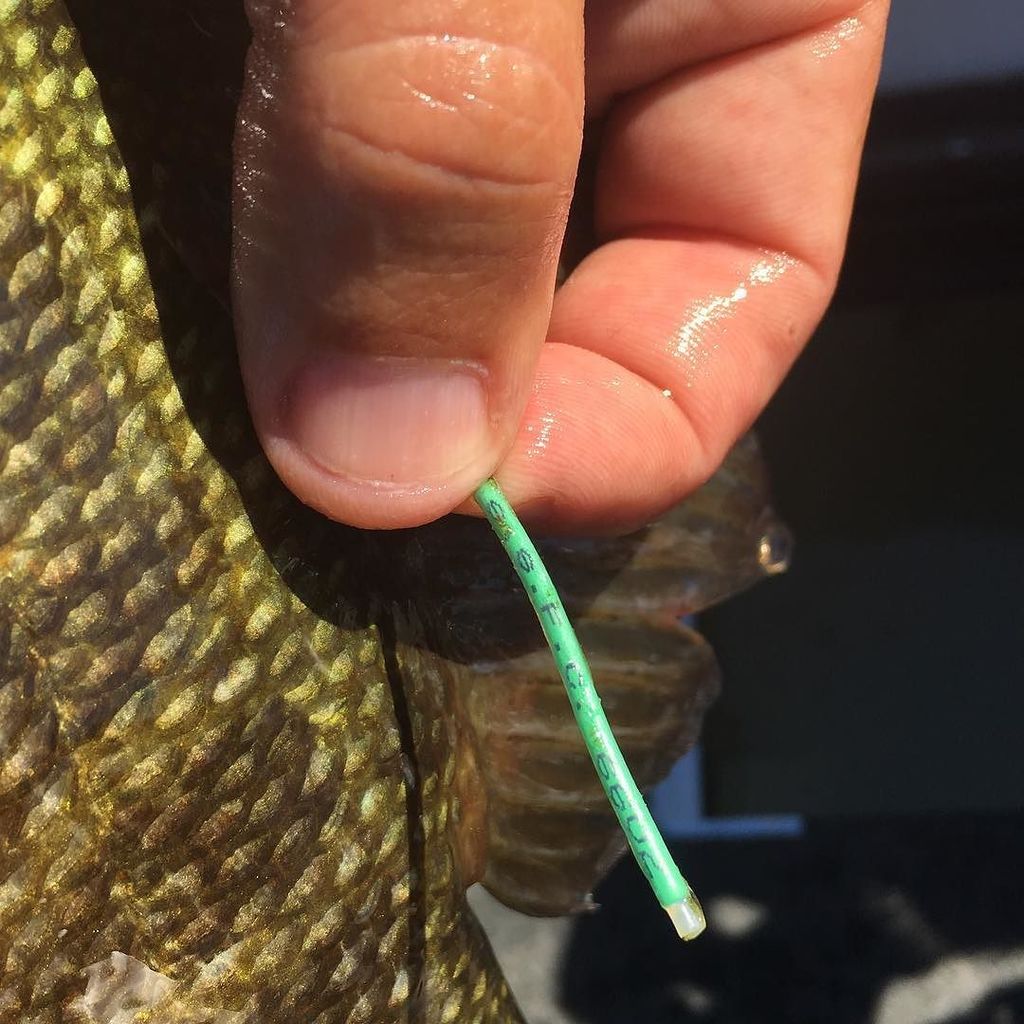 Lunkerhunt_fish's tweet photo. Have you ever caught a tagged fish? #Lunkerhunt #revealertubes #taggedfish https://t.co/XkI125psZj https://t.co/mxggqrw4Me