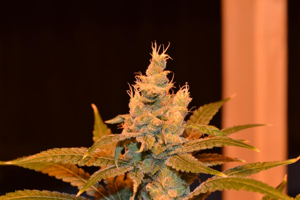 cmartin0725's tweet photo. #Tangie #JaffaCake #BlueberryHeadband using #buddhastree additives & #cleanrootsplatforms @EastCoasterDam @aksuperk https://t.co/OhDcw9BBDB