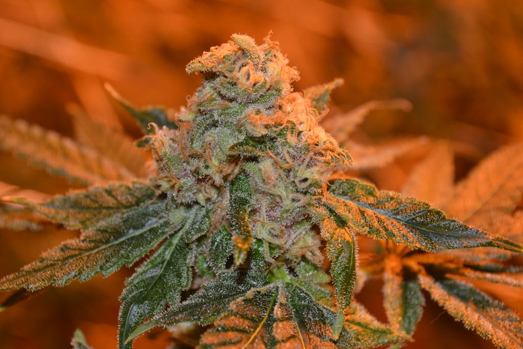 cmartin0725's tweet photo. #Tangie #JaffaCake #BlueberryHeadband using #buddhastree additives & #cleanrootsplatforms @EastCoasterDam @aksuperk https://t.co/OhDcw9BBDB