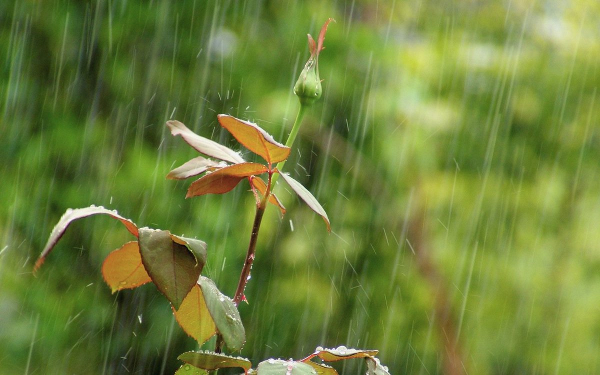 Super_GreenZA's tweet photo. Lets hope the rains come early this year #PrayForRain #EarlyRains #Rain   #Spring #SuperGreen https://t.co/DiD1UiQgGS