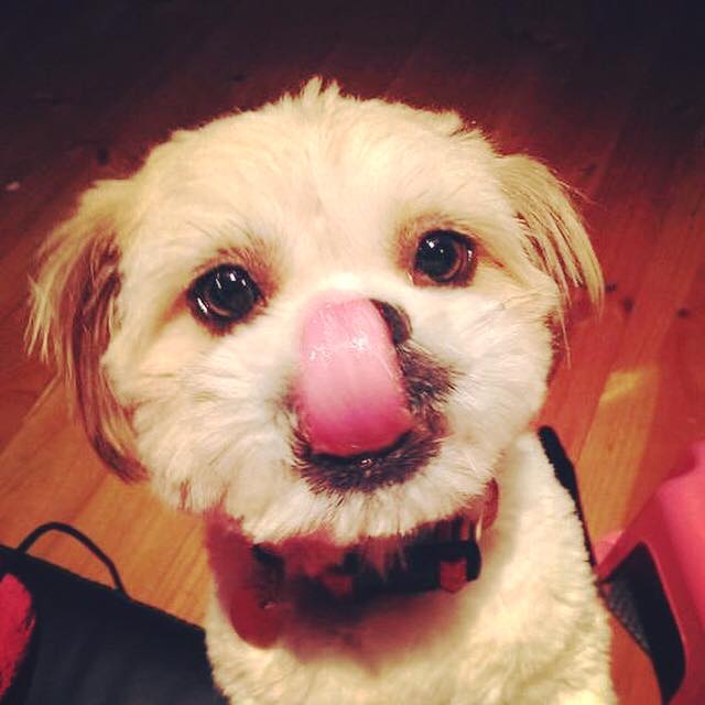 PetproBio's tweet image. Happy #TongueOutTuesday. Here's mine, show me yours?