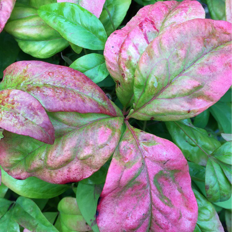 micthegardener's tweet photo. #firstsignsofautumn... via @gardentags https://t.co/2Zx4DxLvxN