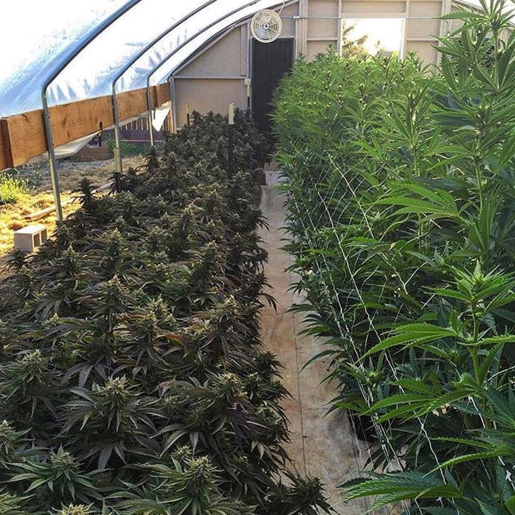 GiftedGrower's tweet photo. Heavy Gas on the Left! @tg_genetics_3 @chroncierge #GiftedGrower #Chroncierge #TG https://t.co/i0Wd3tGrGs https://t.co/INx7i3oSNt
