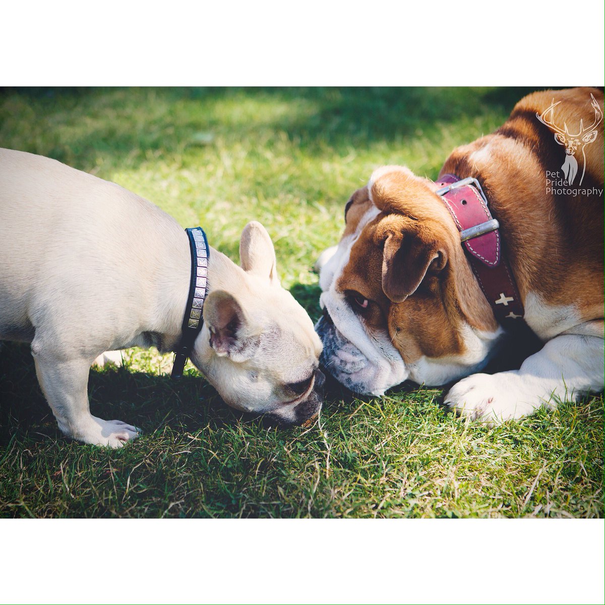 pet_pride's tweet photo. Everyone made a new best friend at the #victoriaparkdogshow on the weekend with @alldogsmatter 
#bulldoglove https://t.co/xshqBnKhiW
