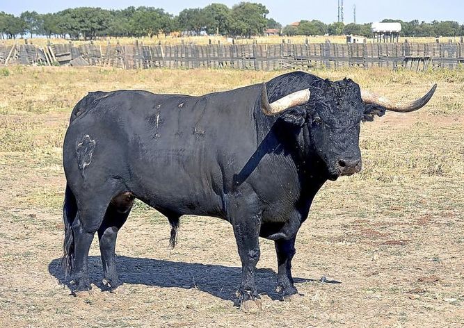 Este es #Pelado. Morirá en un matadero en lugar de ser alancerado por el pueblo de #Tordesillas. Seguiremos luchando