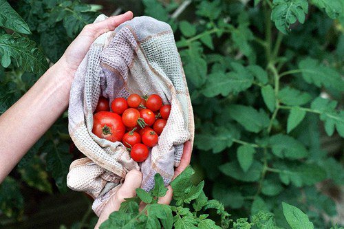 228626689_b8a084994b - gardensensations.xyz/228626689_b8a0… #garden #gardens #gardening