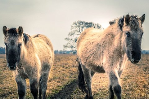 UBC_Sustainable's tweet photo. Wild horses in @JelgavaLV?Yes, living on a #Natura2000 site. Check out our meeting: https://t.co/S8qwKFXkmJ  #UBCSCC https://t.co/aWLIz1XuK1