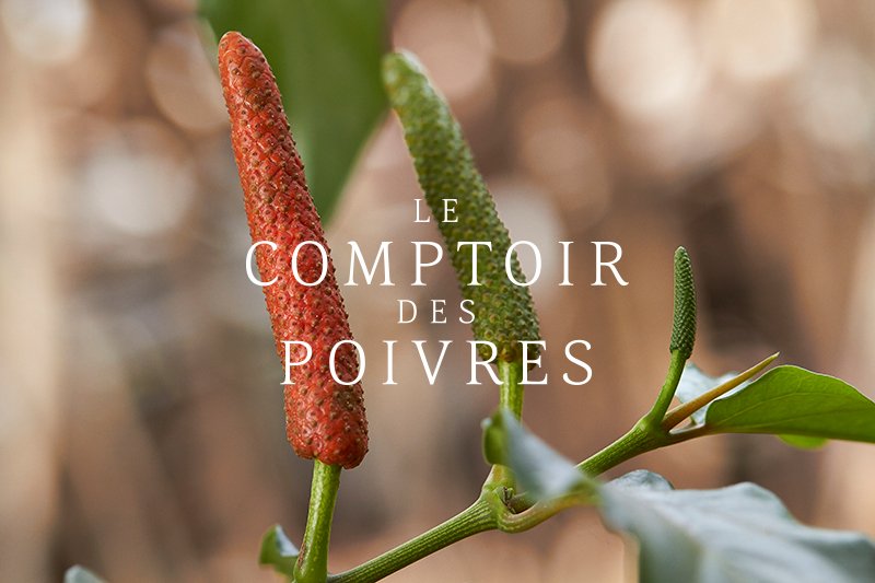 LCDPoivres's tweet photo. Chatons de poivre long de #Kampot photographiés au Cambodge en mars de cette année. #poivre #épices #epiceriefine https://t.co/Hk4LxO35ZC
