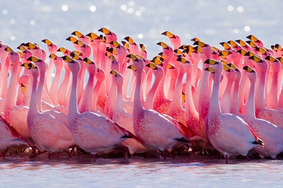 Buen día Flamingos, hoy nos vamos de romería a la piscina! 
#summer #poolpartyandcocktails