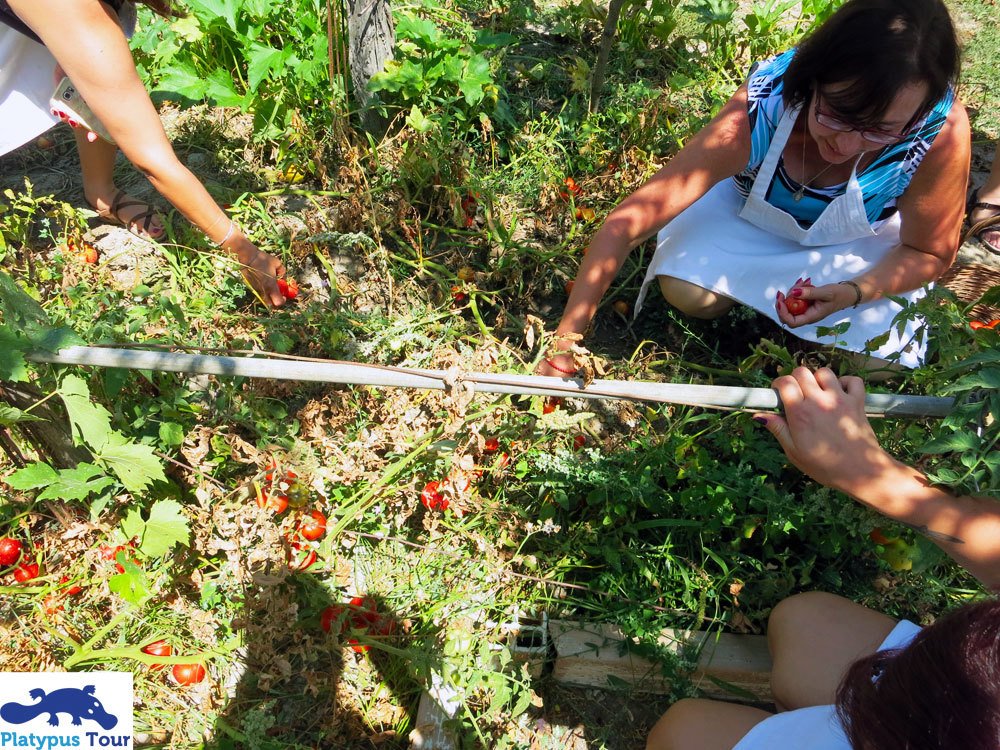 #Learn about ancient vegetable #gardering with the elders of the Island! #farming #ischia #platypustour