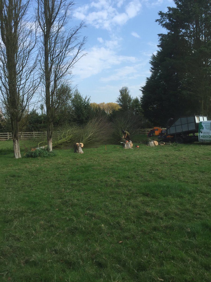 Removing a little dead wood today