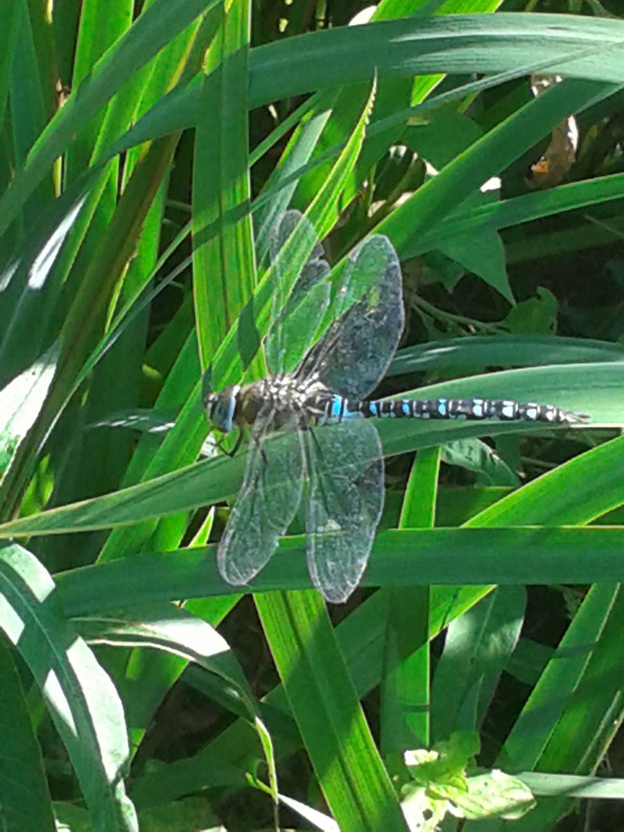 Dragonfly soaking up the sun by the lake at belton house <a href="/nationaltrust/">National Trust</a> @BeltonNewsNT