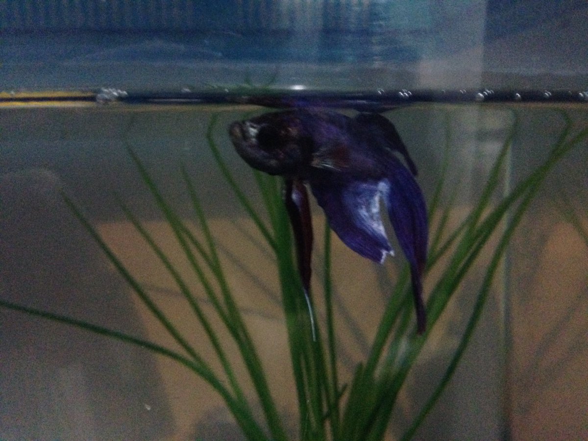 InstaPhail's tweet image. my betta of 4 years has this discolouration from what looks like a damaged fin for a while #help #advice #betta #pet