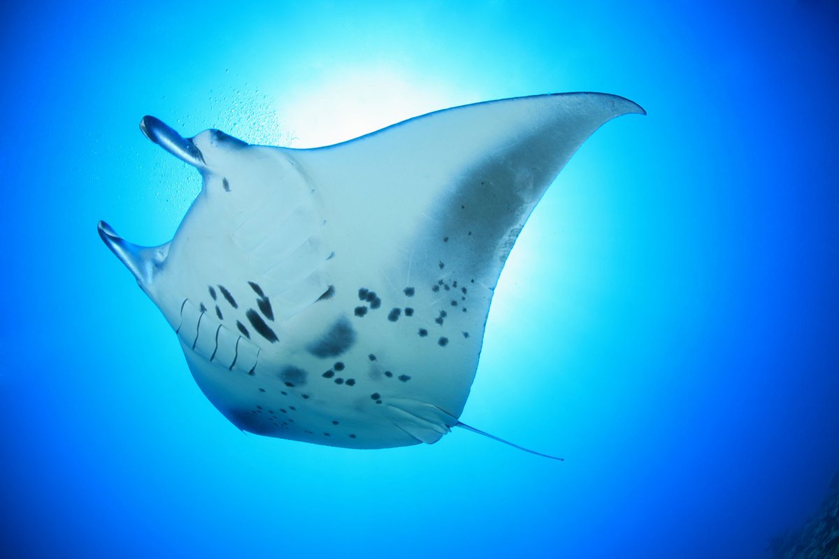 CmdKrieger's tweet photo. schon gesehen?
https://t.co/shXuqgN7IF
#Tauchsafari #Tauchen #Giamani #Thailand #PhiPhiIsland #Manta https://t.co/4w5enn6pBS