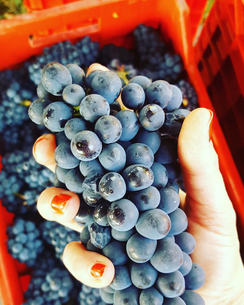 #harvest2016#pinotnoir#grandcru#croatia#plesivica