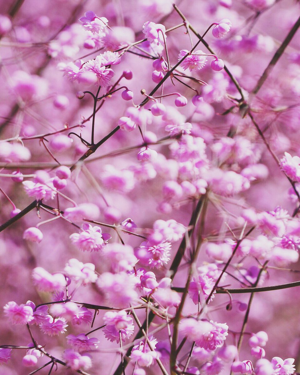 Love photography? Enter the #RHSPhotoComp! See rhs.org.uk/photocomp for details.