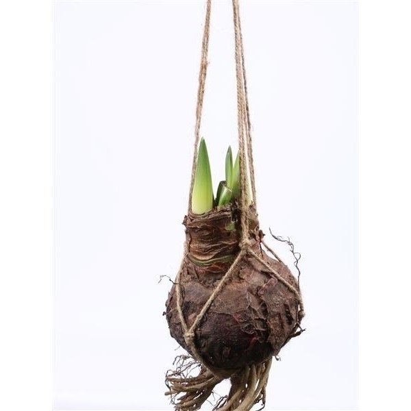 Wij hebben veel soorten in ons "hang" assortiment. Wat vinden jullie van deze amaryllis? #durfttevragen #trends