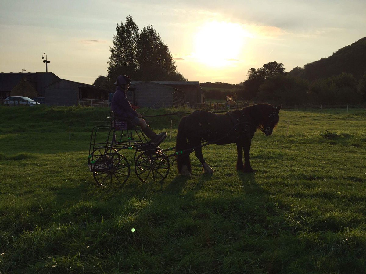 JoshNeateCD's tweet image. Lovely morning schooling session #equine #horses #pony #carriagedriving #sun #early #morning