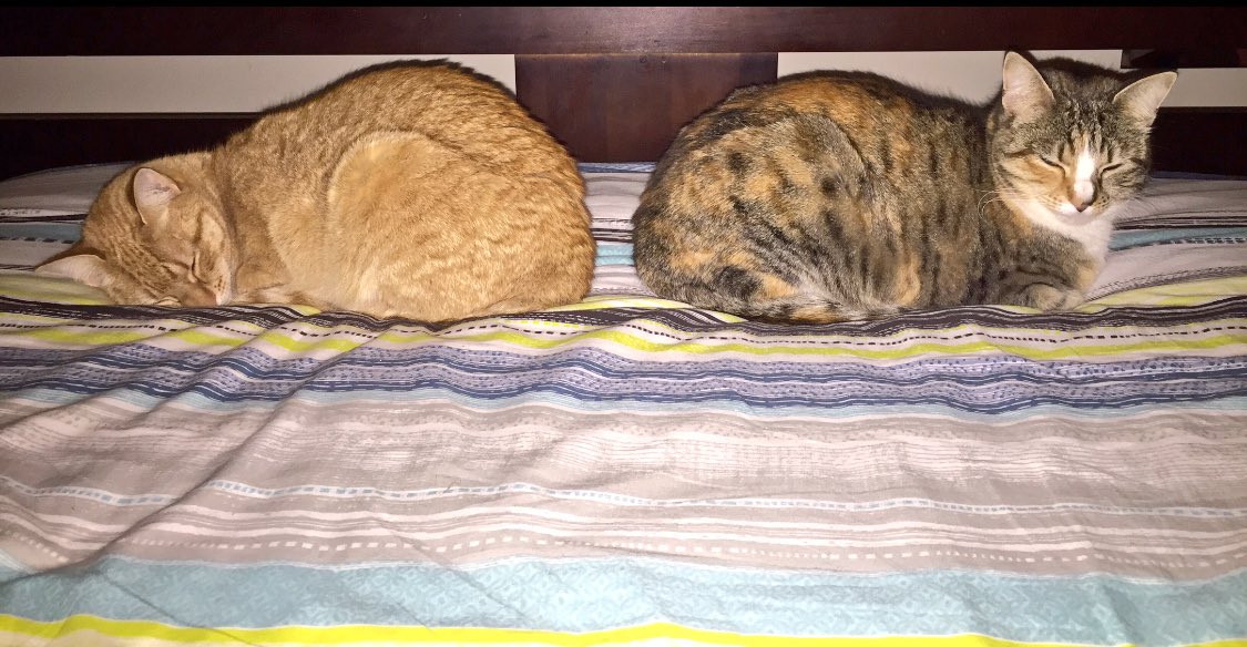 FarminOnTour's tweet photo. Always on their same sides. I could put books between them. #mygirls #bookends #sistersloving #RedOne #NortiOne π½ππΎ https://t.co/hwFwl0QGnZ