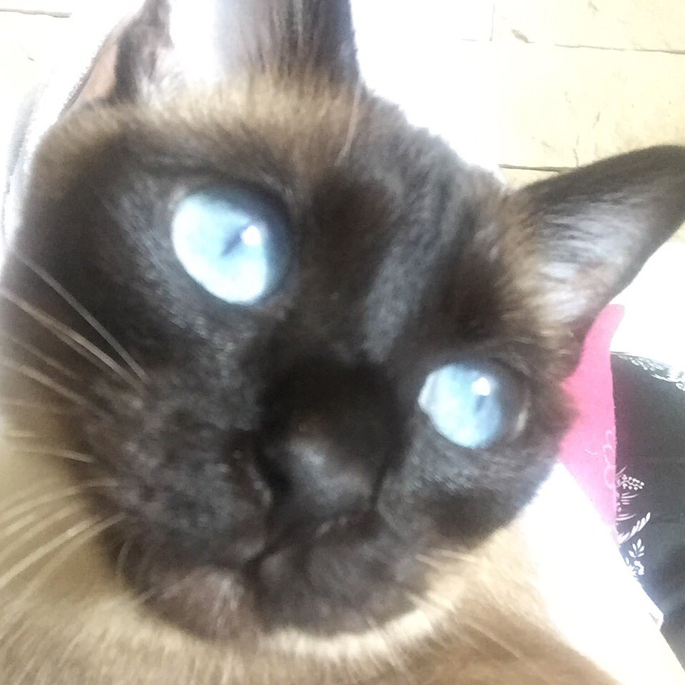 rebecca_steimer's tweet photo. Daisy 💚#cat #cats #kitten #kitty #kittens #pet #pets #ilovemycat #nature #catoftheday #lovecats #adorable #catlover https://t.co/mJkW30lDRf