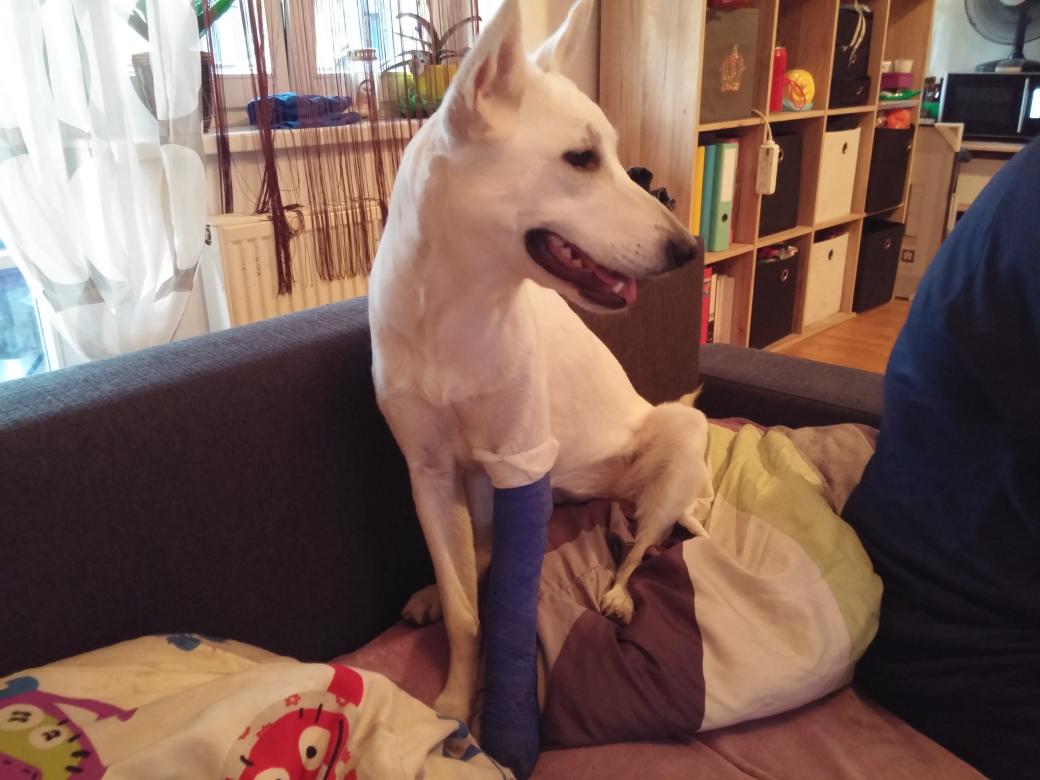 MuffinLoveDog's tweet photo. Die Tapferste!!!!! https://t.co/eDd8AI574k