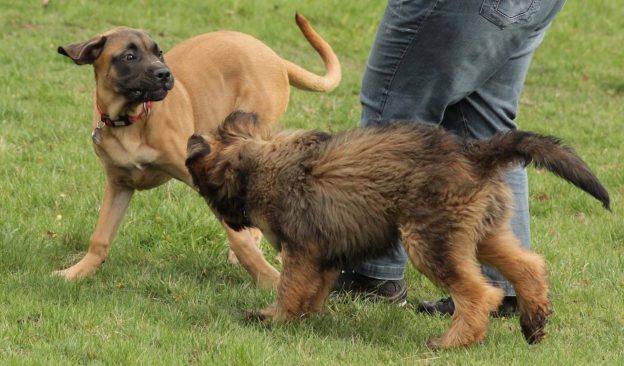 Part 1: CAN MY DOG BE STRESSED? ow.ly/8pX83049lIs #dog #pets #stress #animals #didyouknow #puppies #learn