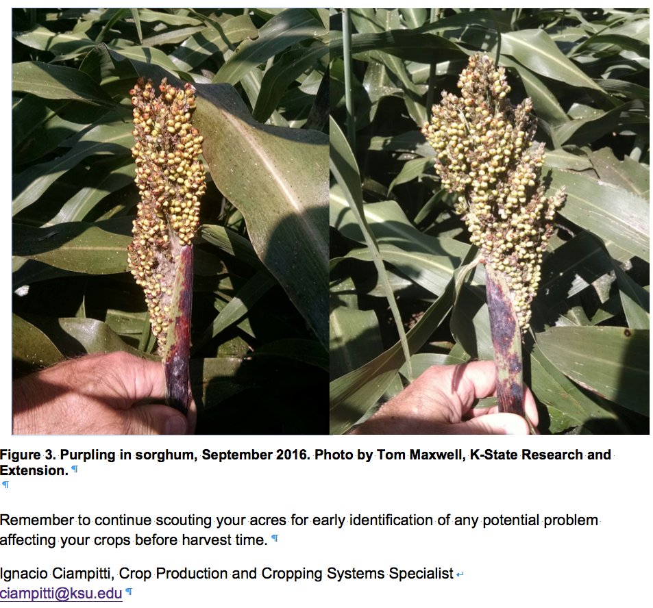 ICiampitti's tweet photo. #KSUCROPS UPDATE: Late-season #purpling #sorghum:https://t.co/qBWtVe8LDc @KStateAgron @SorghumCheckoff @AGaminKansas https://t.co/d8T4WXBzkf