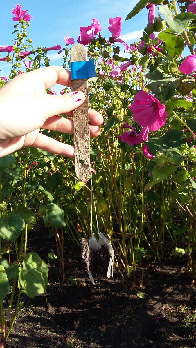 TeaBagIndexUK's tweet photo. How will the #TeaBagIndexUK results from #RHSomplots @RHSWisley compare to the ones from the #citizenscience project https://t.co/71FFVHsIPi