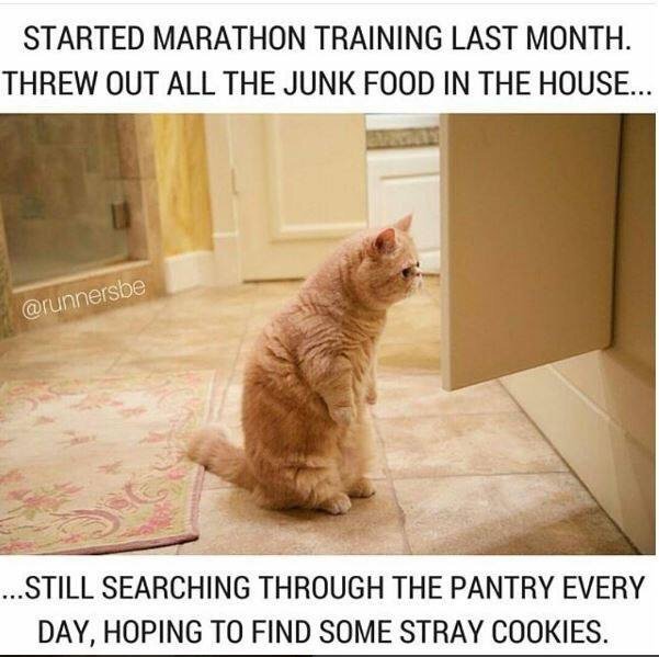 коты сидящие на полу. кот стоящий на двух лапах. кот стоит. манчкин кошка рыжая. кот сидит.