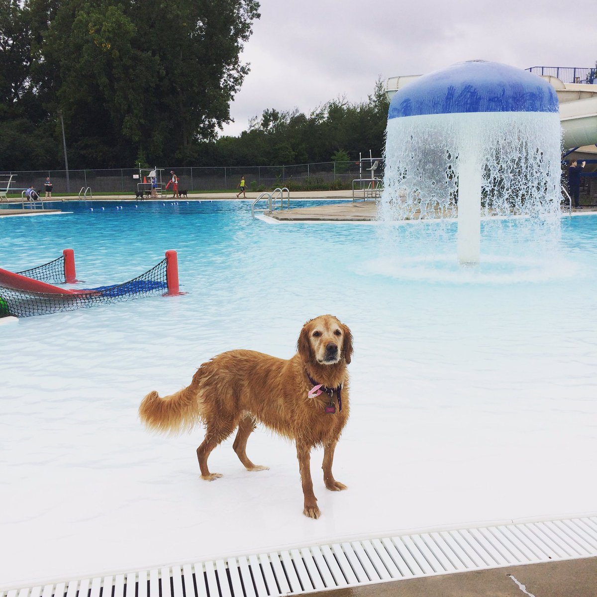 TraceySeyffert's tweet photo. Roxie Ann enjoying the EL Aquatic Center @natgeowild #DogDaysOfSummer #elaquaticcenter https://t.co/tAHUqR5iZ4