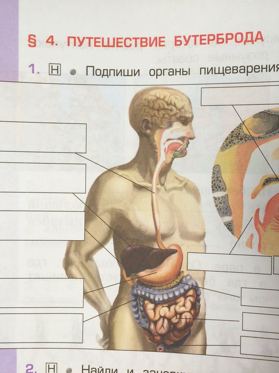 gaalyaaa's tweet image. Бутерброд в стране чудес