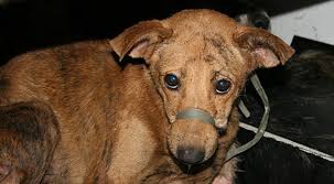 GWTVAnimalNews's tweet photo. WHY the Korean Dog Meat Trade must End - with @PeterEgan6 https://t.co/igLnAvOILQ @Protect_Wldlife @Animal_Watch https://t.co/4jWeBuz3kh